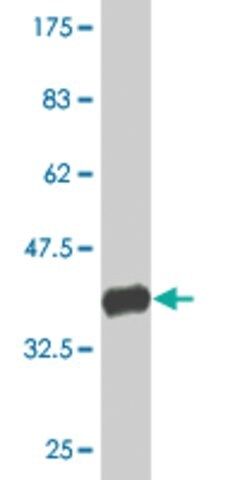 Monoclonal Anti-EP400 antibody produced in mouse