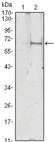 Monoclonal Anti-EPO antibody produced in mouse