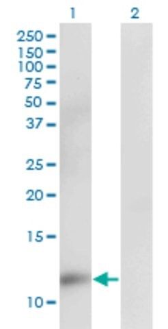Monoclonal Anti-CKS2 antibody produced in mouse