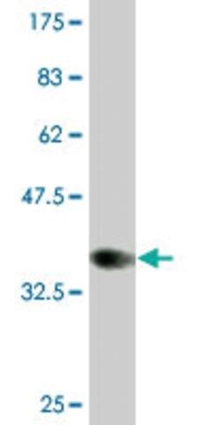 Monoclonal Anti-CLPS, (C-terminal) antibody produced in mouse