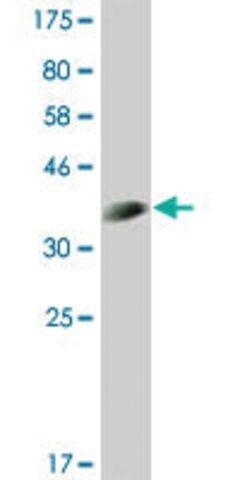 Monoclonal Anti-CLK3 antibody produced in mouse