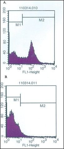 Monoclonal Anti-C10orf54 antibody produced in mouse