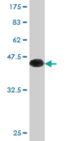 Monoclonal Anti-C20ORF102, (C-terminal) antibody produced in mouse