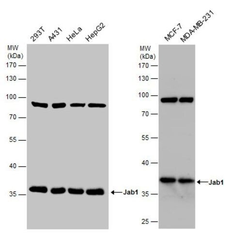 Monoclonal Anti-COPS5 antibody produced in mouse