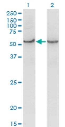 Monoclonal Anti-COX15 antibody produced in mouse