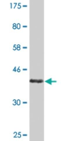 Monoclonal Anti-COX5A antibody produced in mouse