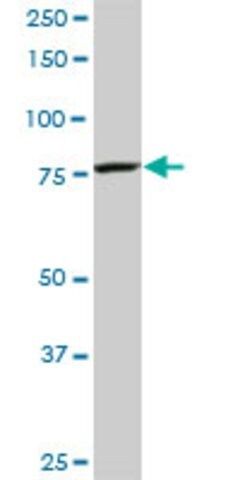 Monoclonal Anti-CPSF3, (C-terminal) antibody produced in mouse