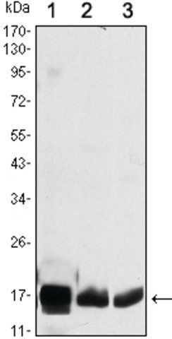 Monoclonal Anti-COX4I1 antibody produced in mouse