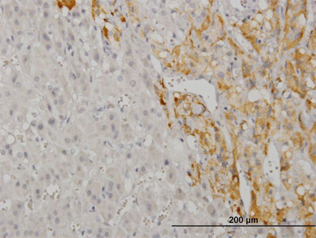 Monoclonal Anti-CREB5, (N-terminal) antibody produced in mouse