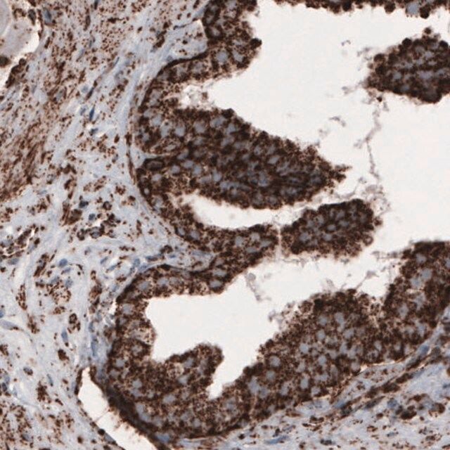 Monoclonal Anti-COX4I1 antibody produced in mouse