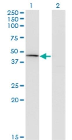 Monoclonal Anti-CPA1 antibody produced in mouse