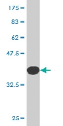 Monoclonal Anti-CSTA antibody produced in mouse