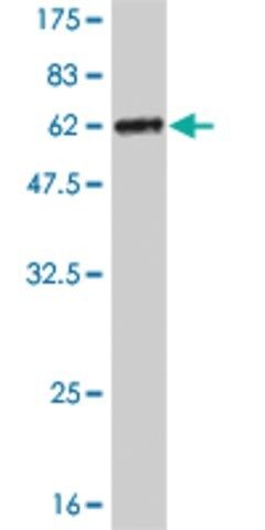 Monoclonal Anti-CRSP9 antibody produced in mouse