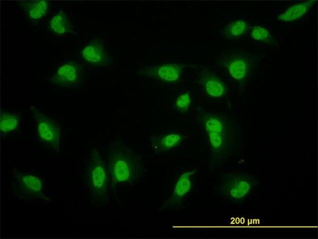 Monoclonal Anti-CRSP6, (C-terminal) antibody produced in mouse