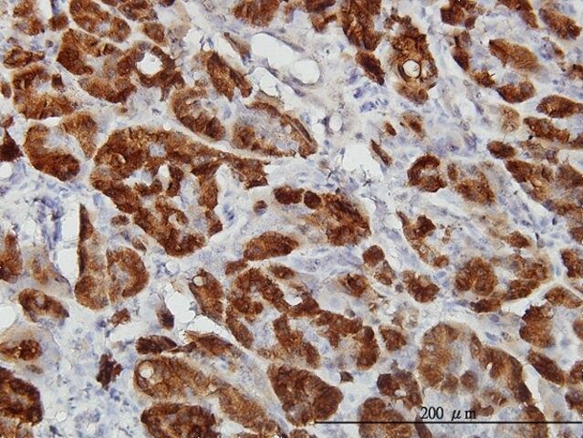 Monoclonal Anti-CTH antibody produced in mouse