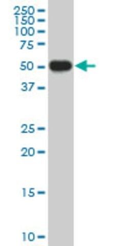 Monoclonal Anti-CRLF1 antibody produced in mouse