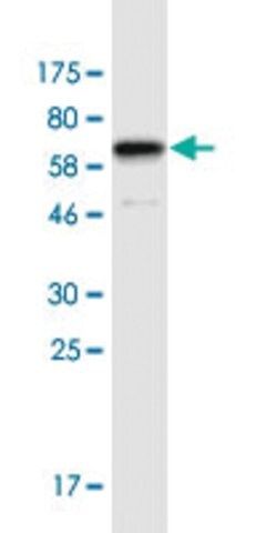 Monoclonal Anti-CUEDC1 antibody produced in mouse