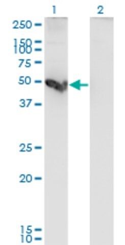 Monoclonal Anti-CTSE antibody produced in mouse