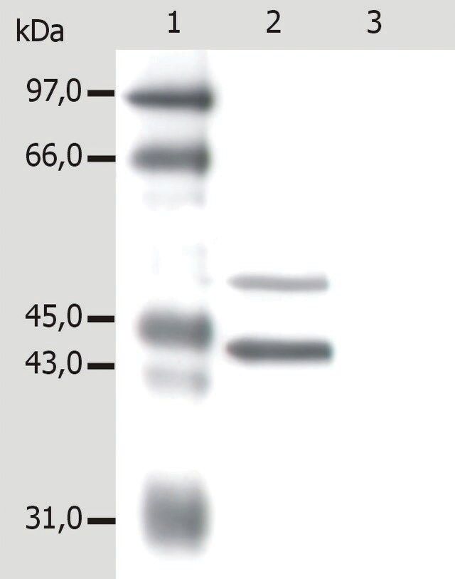 Monoclonal Anti-Cytokeratin 5/18 antibody produced in mouse