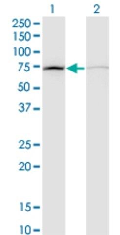 Monoclonal Anti-DAB2 antibody produced in mouse