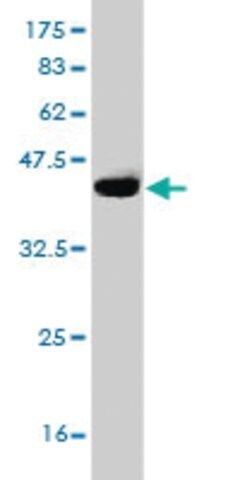Monoclonal Anti-DCAMKL1 antibody produced in mouse