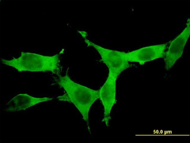 Monoclonal Anti-DCAMKL1, (C-terminal) antibody produced in mouse
