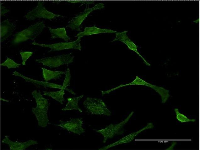 Monoclonal Anti-DAF antibody produced in mouse