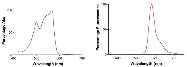 Monoclonal Anti-Ataxin-Rpe antibody produced in mouse