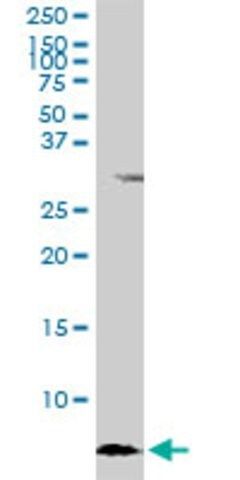 Monoclonal Anti-ATOX1 antibody produced in mouse