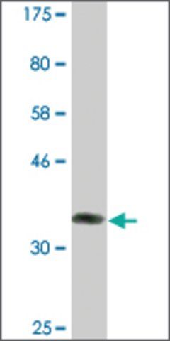 Monoclonal Anti-BARX2 antibody produced in mouse