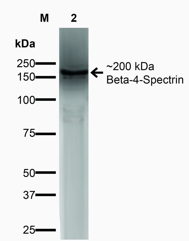 Monoclonal Anti-beta 4 Spectrin-R-Phycoerythrin antibody produced in mouse