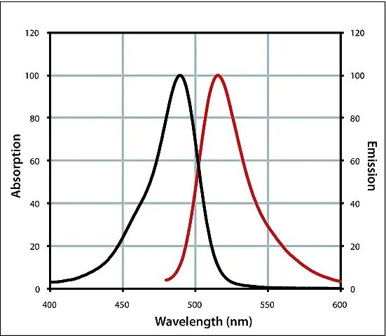Monoclonal Anti-Biotin IgG, CF<sup>TM</sup> 488A antibody produced in mouse