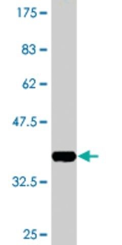 Monoclonal Anti-BMP5 antibody produced in mouse