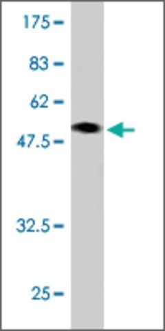 Monoclonal Anti-CBX3 antibody produced in mouse