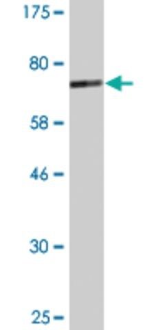 Monoclonal Anti-CBLC antibody produced in mouse
