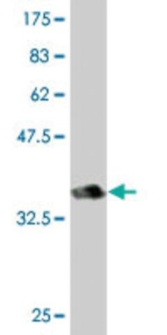 Monoclonal Anti-AATK antibody produced in mouse