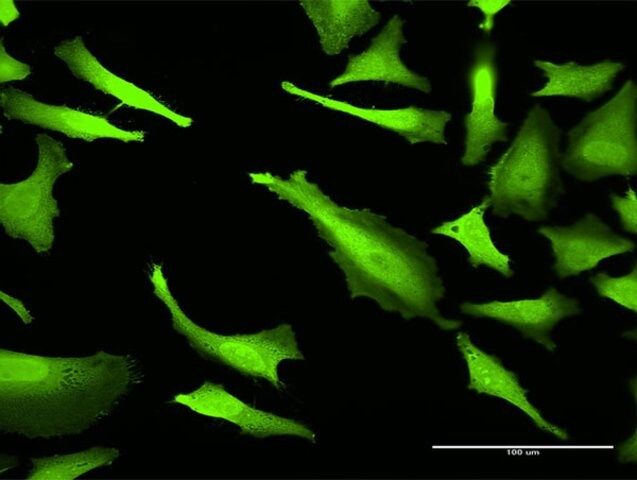 Monoclonal Anti-ABCC2 antibody produced in mouse