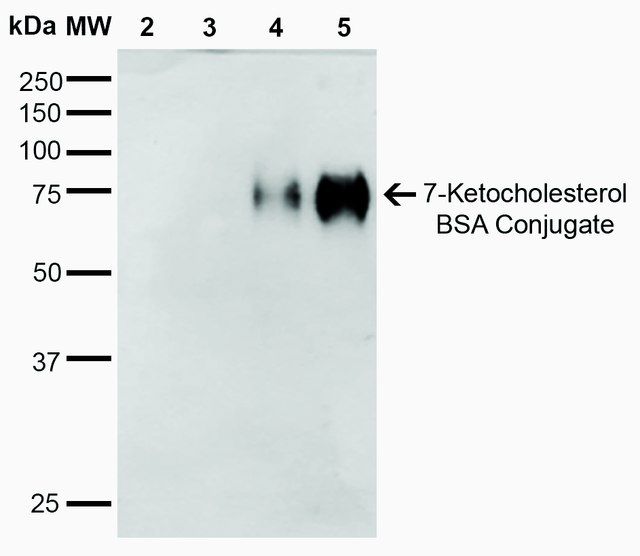 Monoclonal Anti-7-Ketocholesterol-R-Phycoerythrin antibody produced in mouse