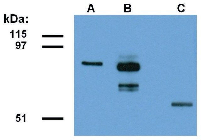 Monoclonal Anti-ABRA1 antibody produced in mouse