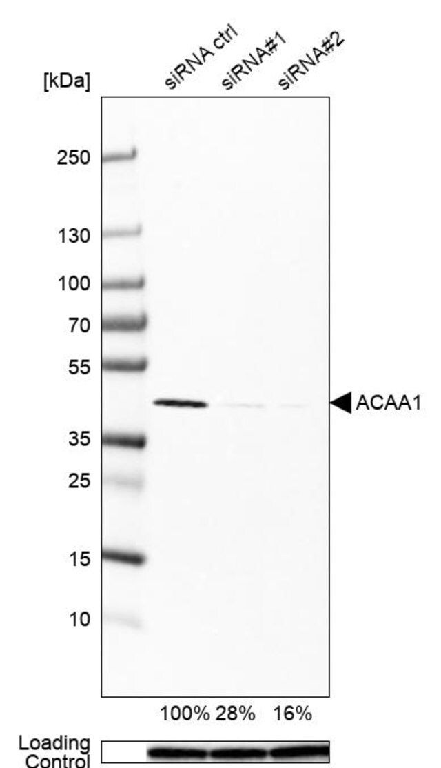 Monoclonal Anti-ACAA1 antibody produced in mouse