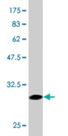 Monoclonal Anti-ADRA1A, (N-terminal) antibody produced in mouse