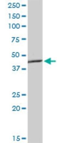 Monoclonal Anti-AGER, (C-terminal) antibody produced in mouse