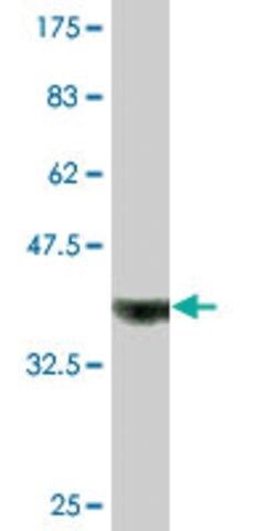 Monoclonal Anti-ADAMDEC1, (C-terminal) antibody produced in mouse