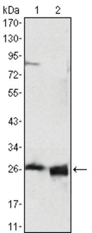 Monoclonal Anti-APOA1 antibody produced in mouse
