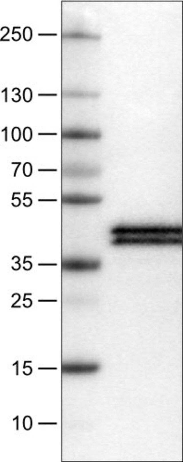 Monoclonal Anti-APOL1 antibody produced in mouse