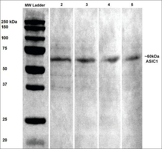Monoclonal Anti-Asic1-Apc antibody produced in mouse