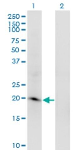Monoclonal Anti-ARL2BP antibody produced in mouse