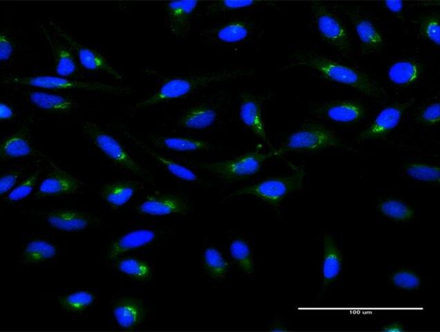 Monoclonal Anti-ARF1 antibody produced in mouse