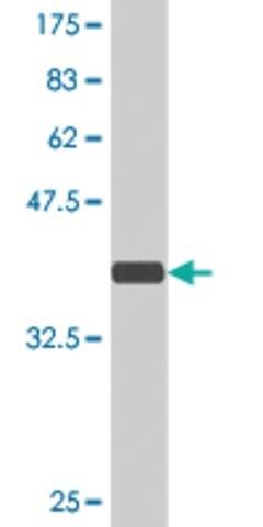 Monoclonal Anti-ARHGEF11 antibody produced in mouse