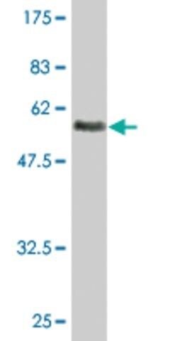 Monoclonal Anti-ASGR2 antibody produced in mouse